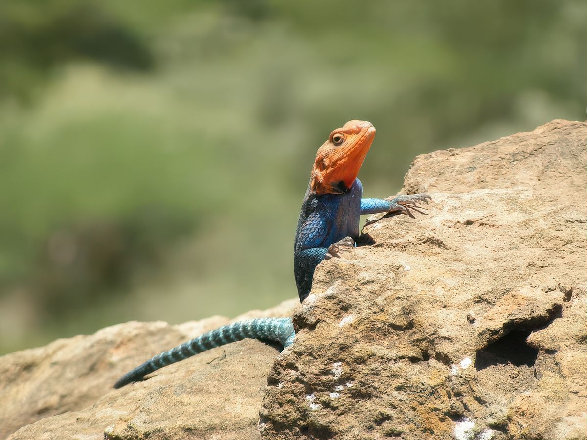 photo La faune de ninounette
