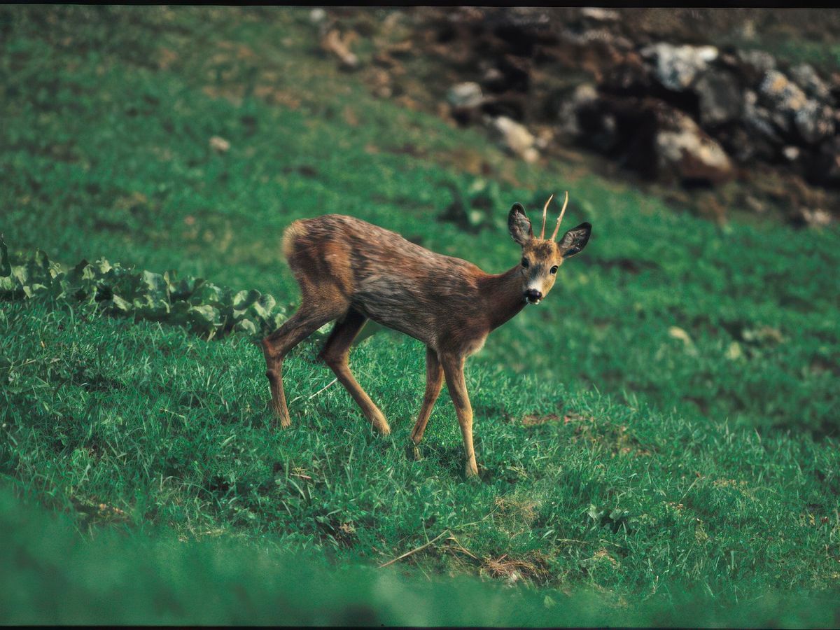 photo La faune de carastouille