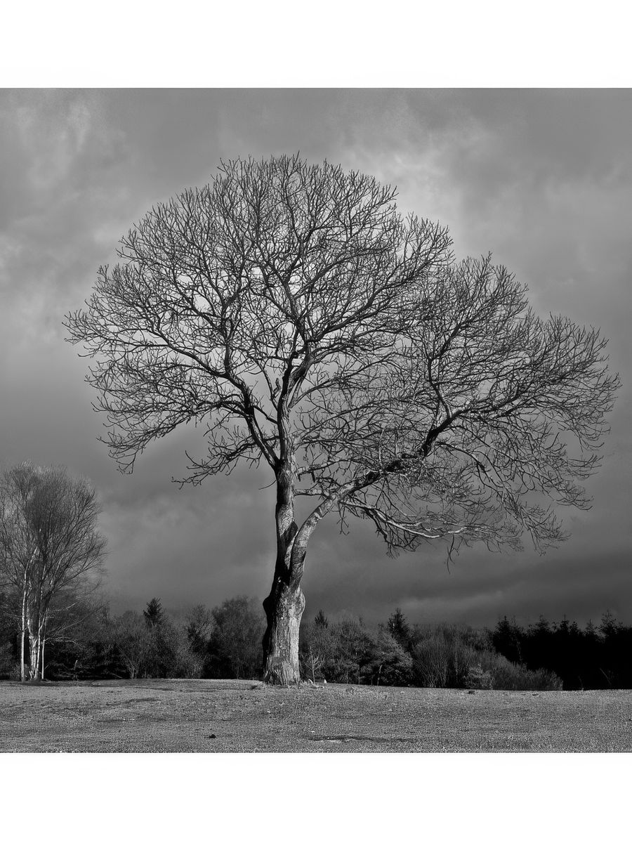 photo Les arbres de lecarlito