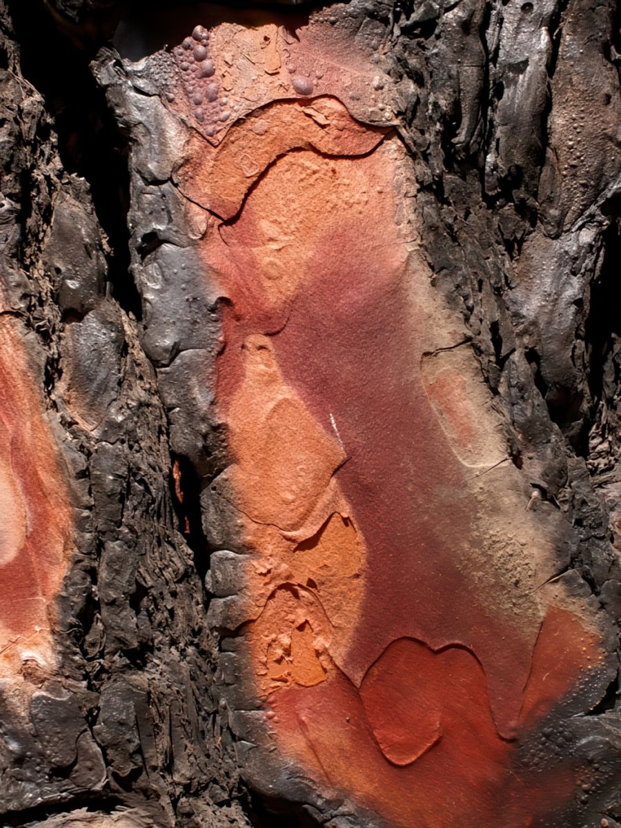 photo Les arbres de cel29