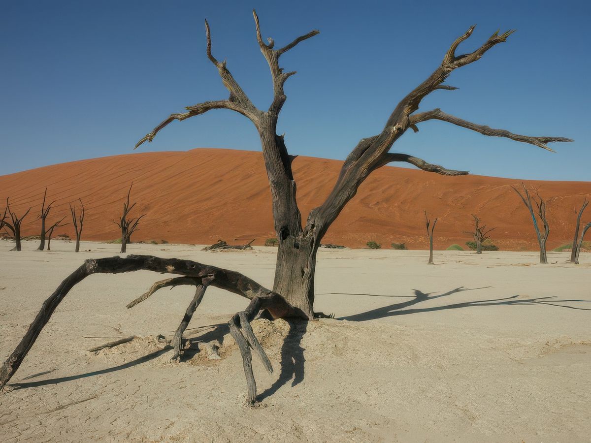 photo Les arbres de BULTEAU