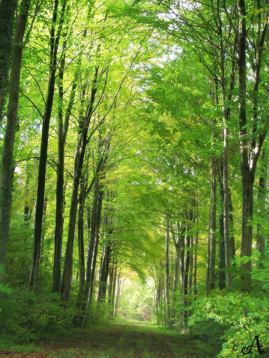 photo Les arbres de Splash
