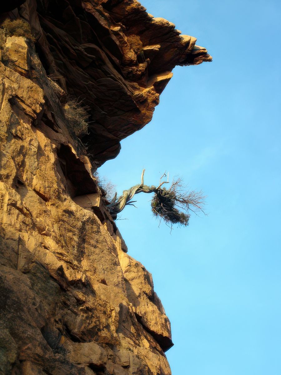 photo Les arbres de willou