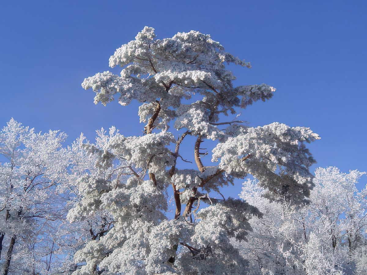 photo Les arbres de olivierp54