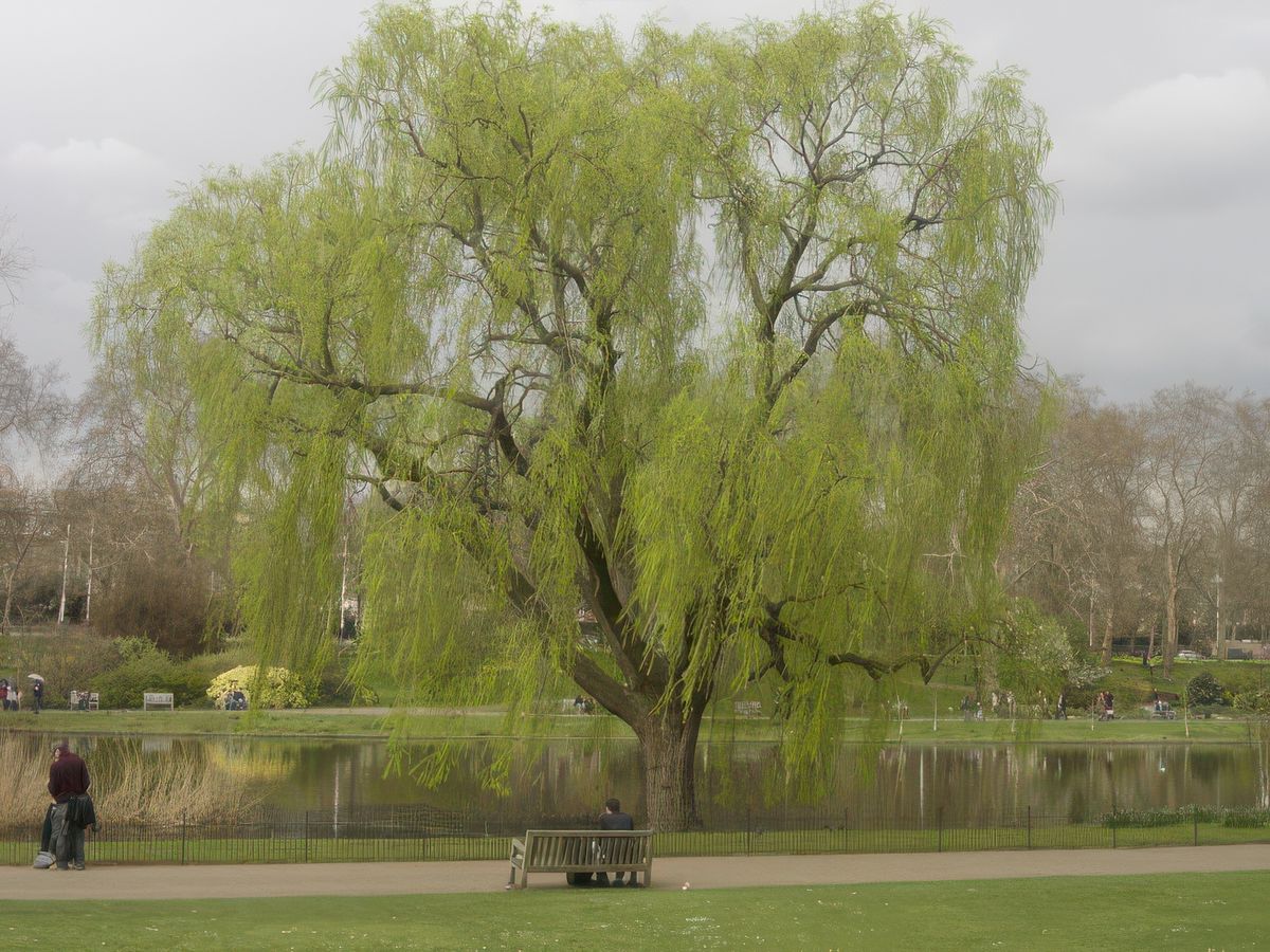 photo Les arbres de patouillette