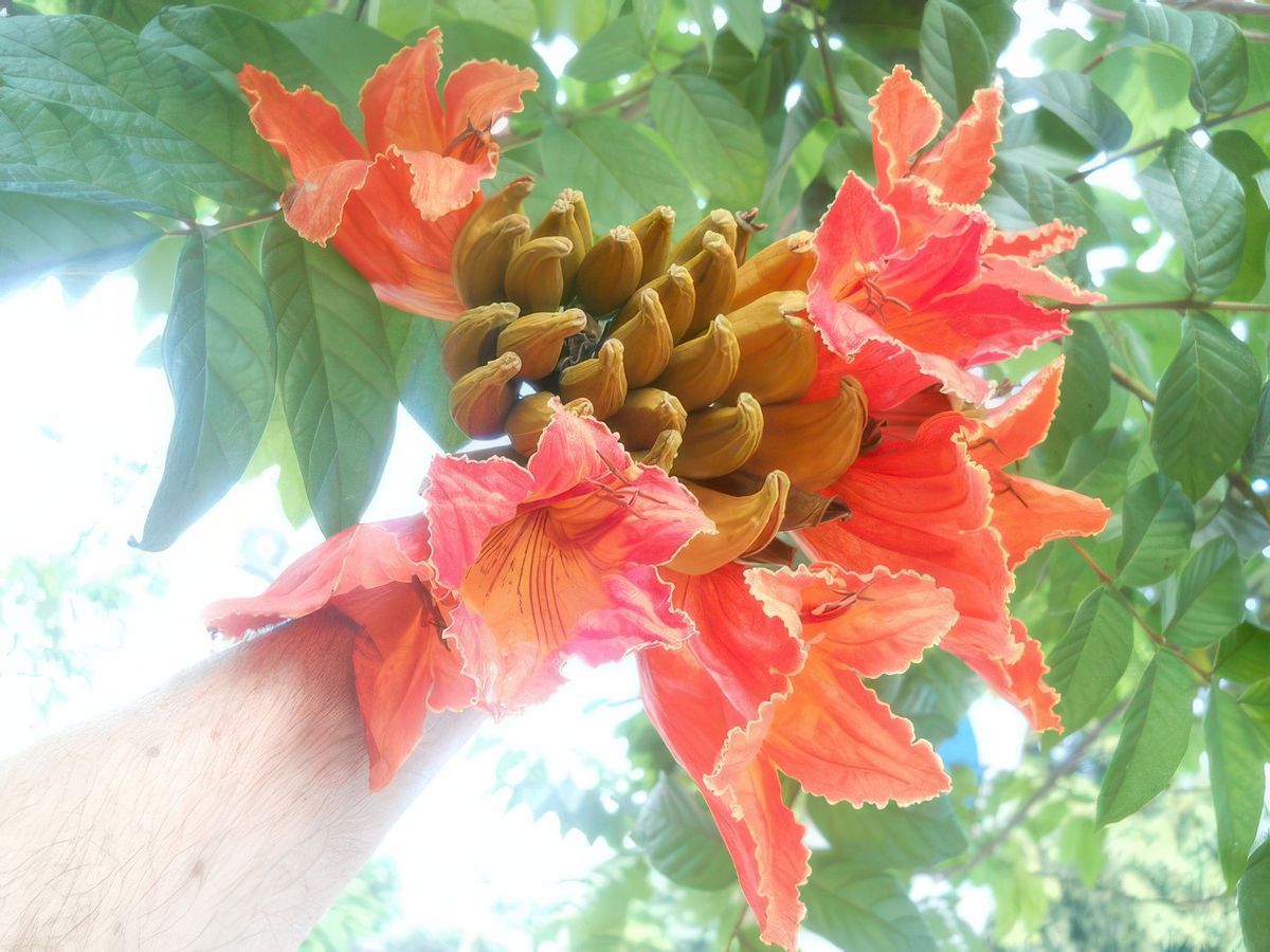 photo Couleur Orange de Temptation