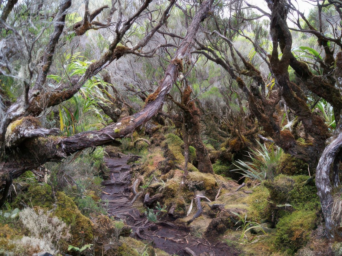 photo Les arbres de greedo182