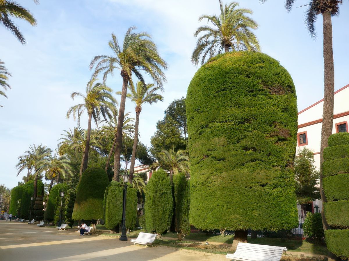 photo Les arbres de anita
