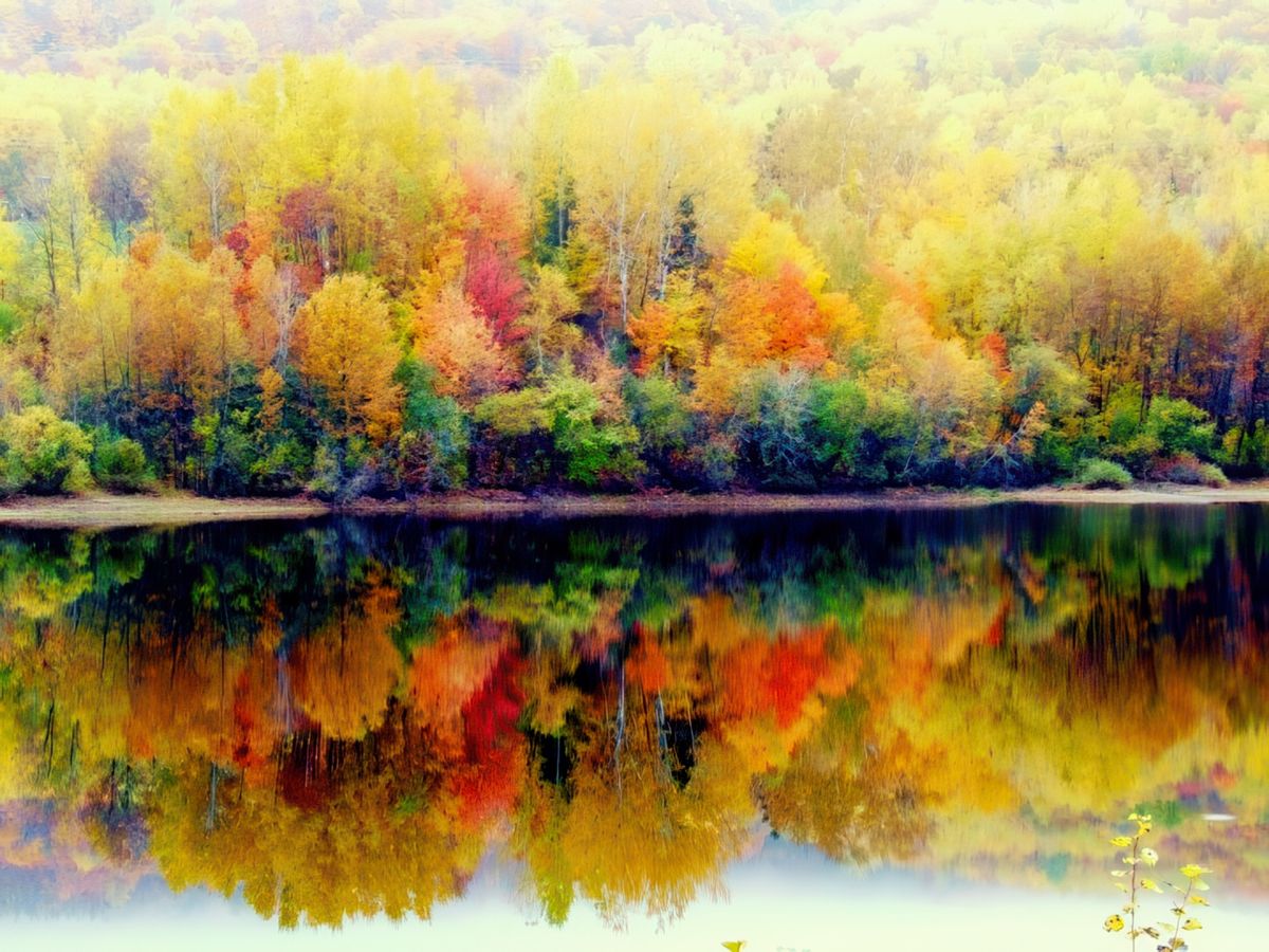 photo Les arbres de miguel