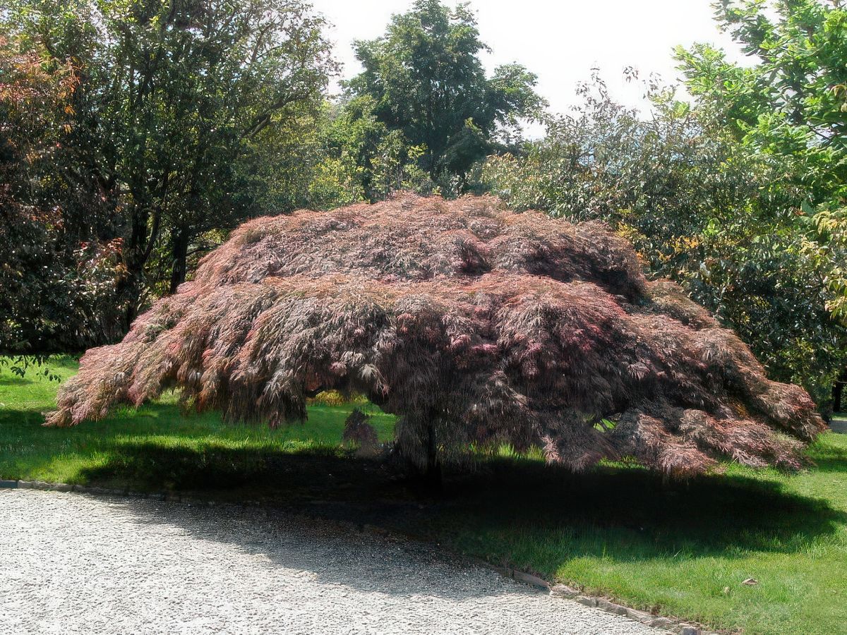 photo Les arbres de kokiyage