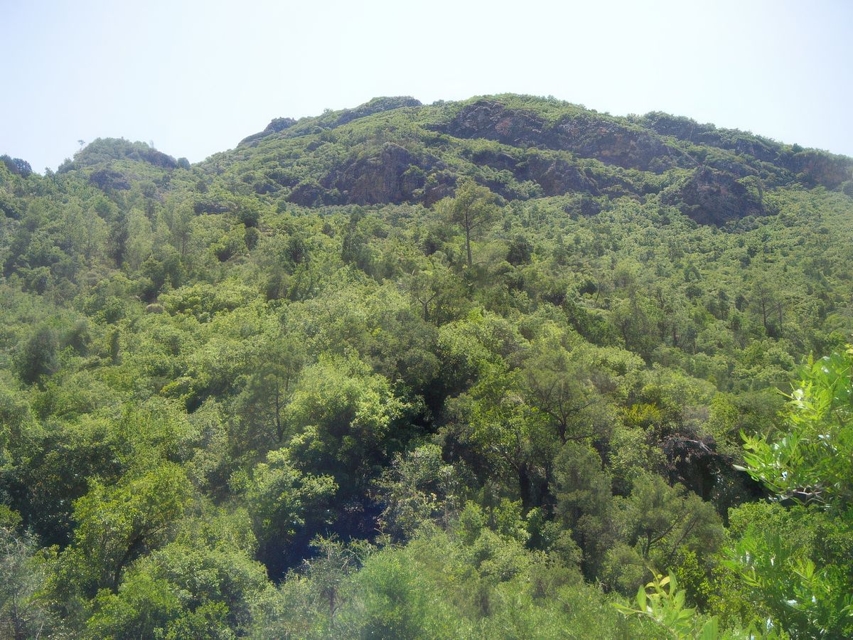photo Les arbres de ninadu242