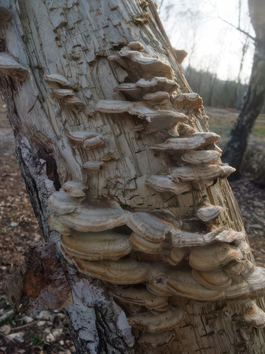 photo Les arbres de nicoledu92