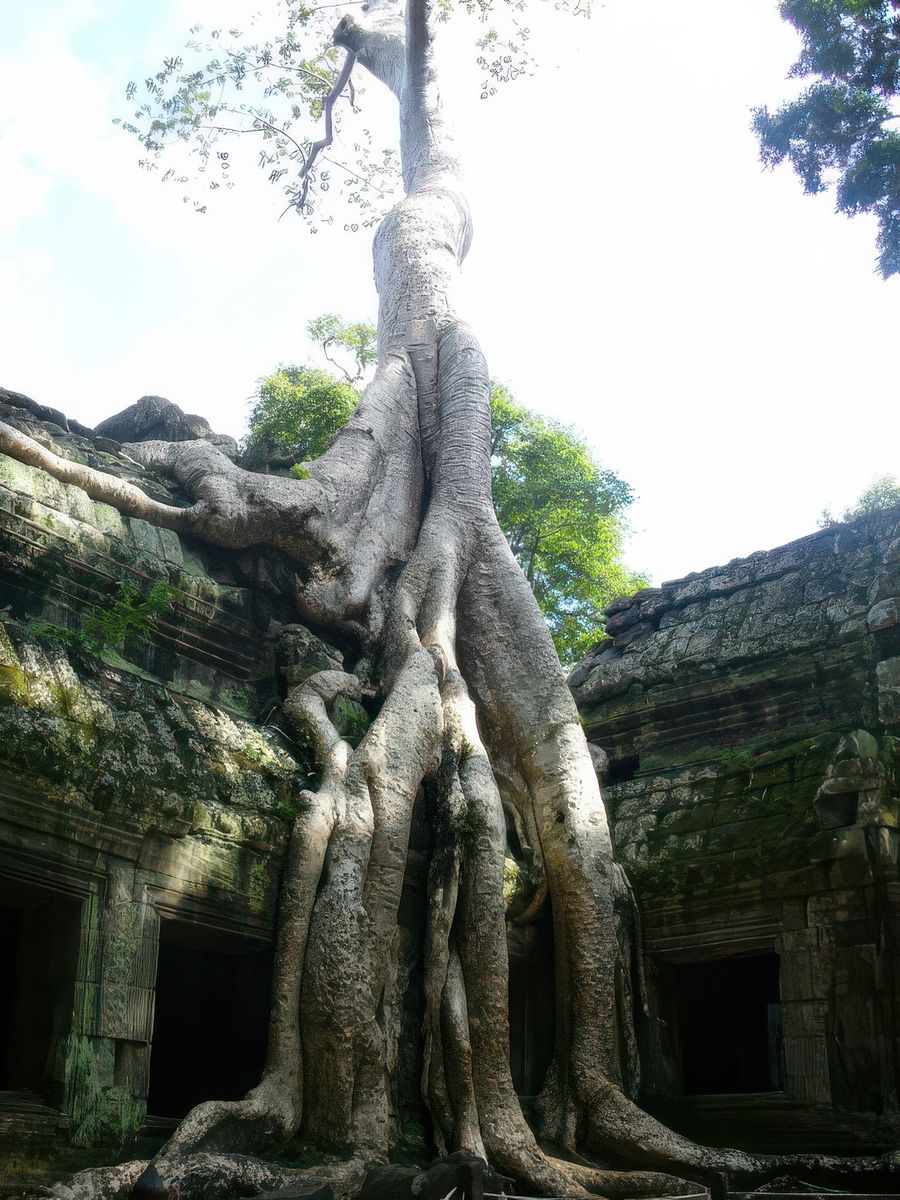 photo Les arbres de marleroy