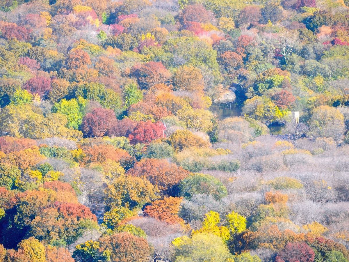 photo Les arbres de Ze Voyageur