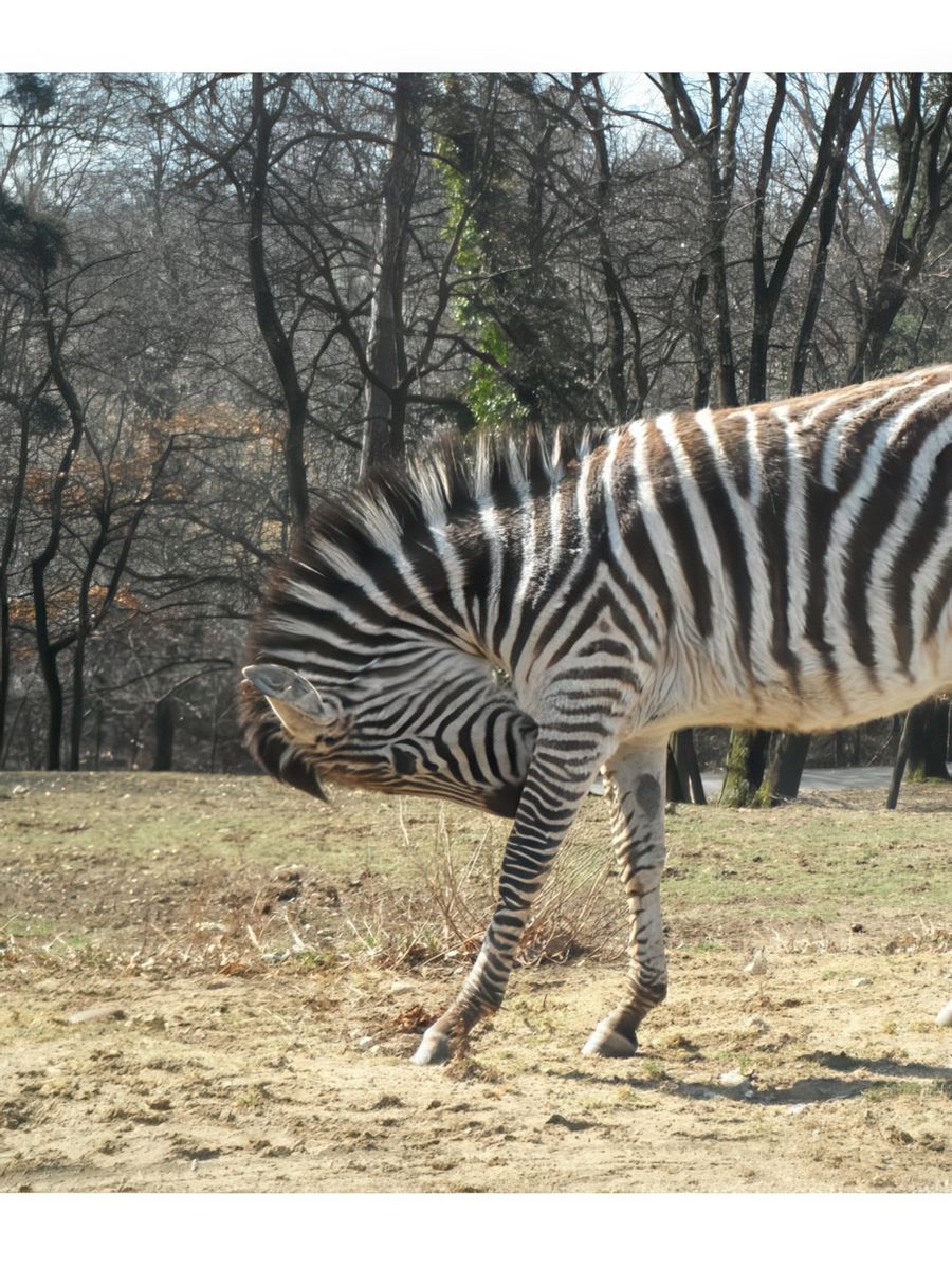 photo Les animaux de lolocharp