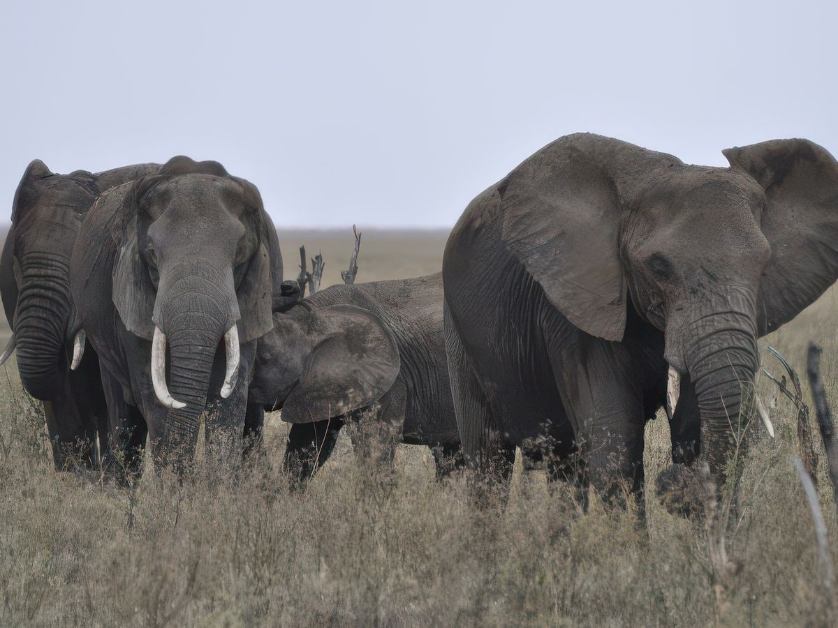 On entre dans le Serengeti (Tanzanie)... notre guide est malade, on arrête la voiture pour lui permettre de dormir un peu et nous on dîne... Au loin un troupeau d'éléphants... qui se rapprochent encore et encore et là ils sont à quelques mètres de la voiture. Notre guide dort, nous on bouge plus !!!