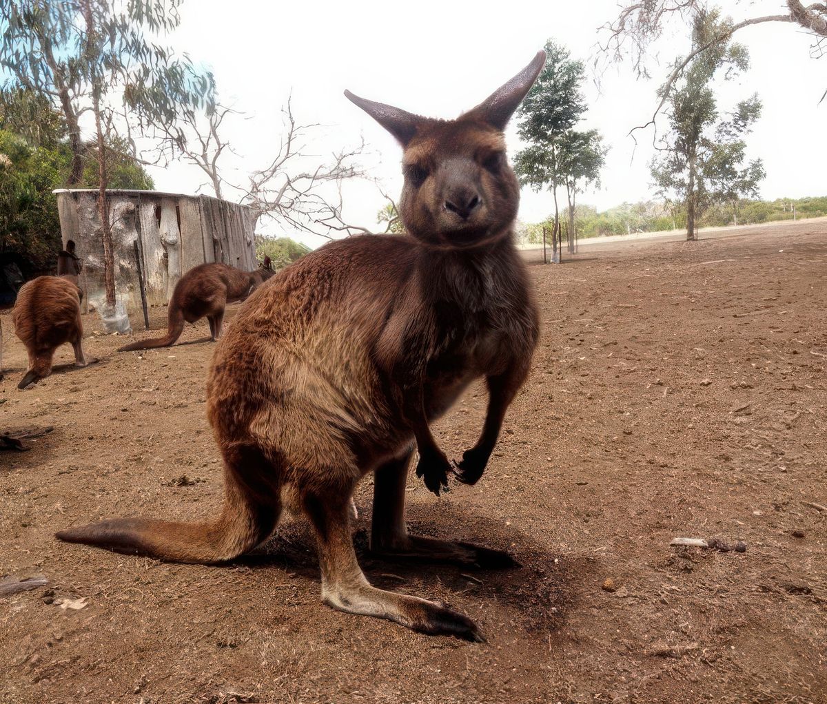 photo Les animaux de lnetgueg
