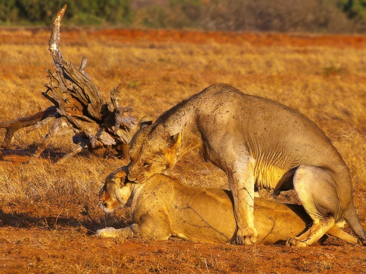 photo Les animaux de verstichel