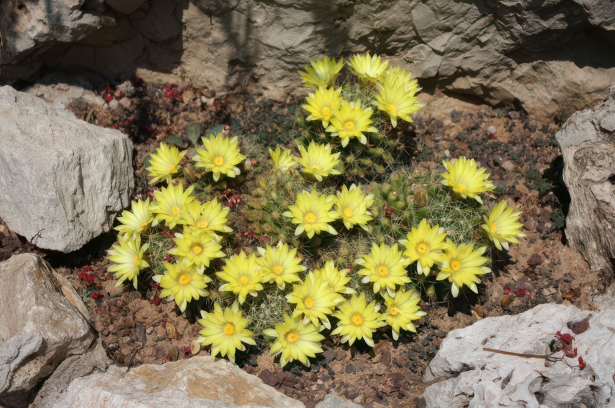 photo Couleur jaune de jbonamour