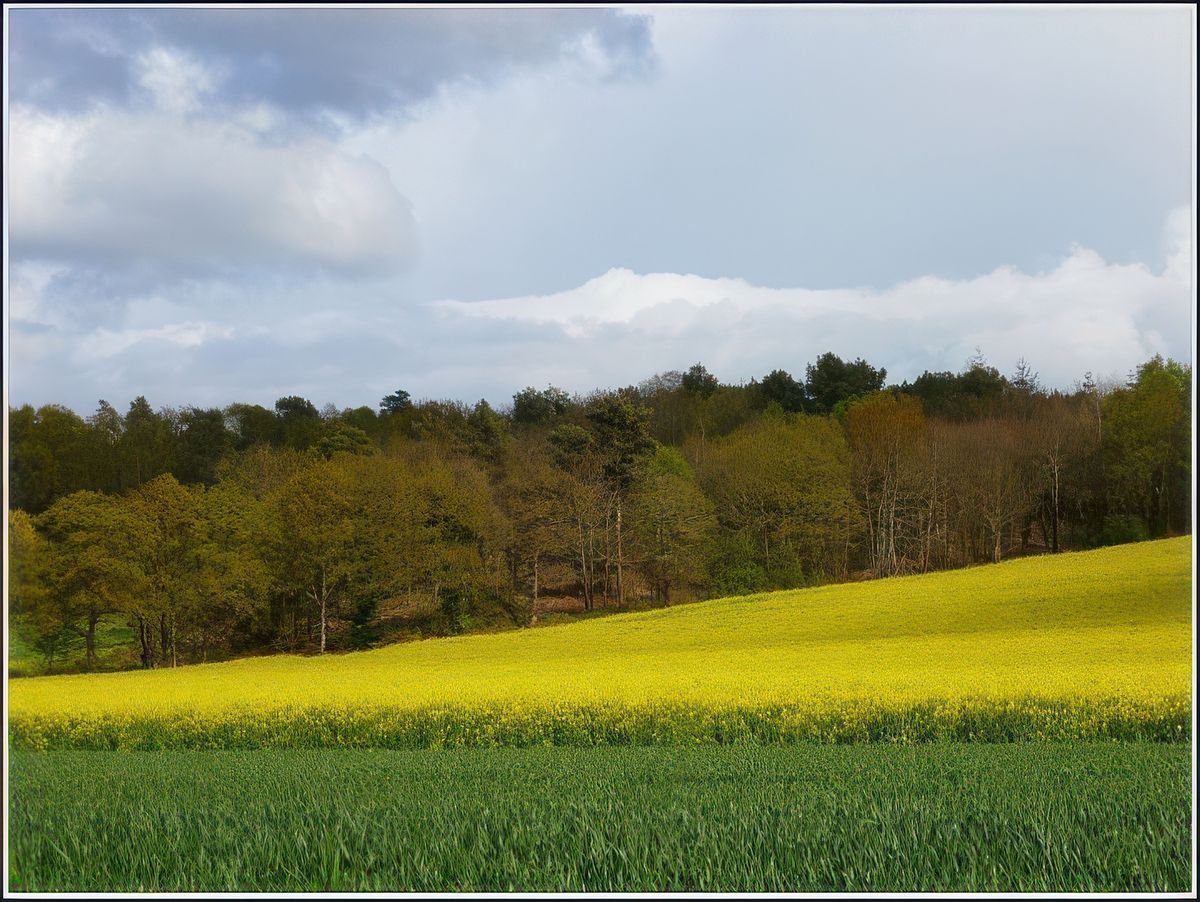 photo Couleur jaune de kristie1