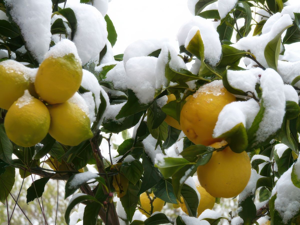 photo Le froid de kokiyage