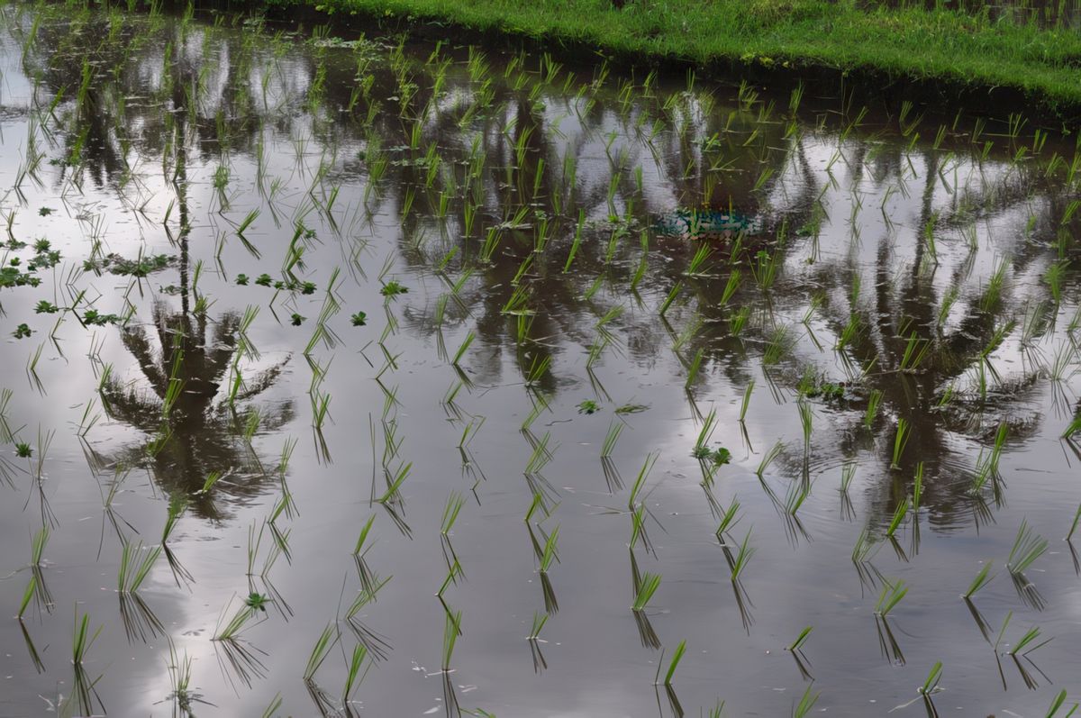 photo Après la pluie de lnetgueg