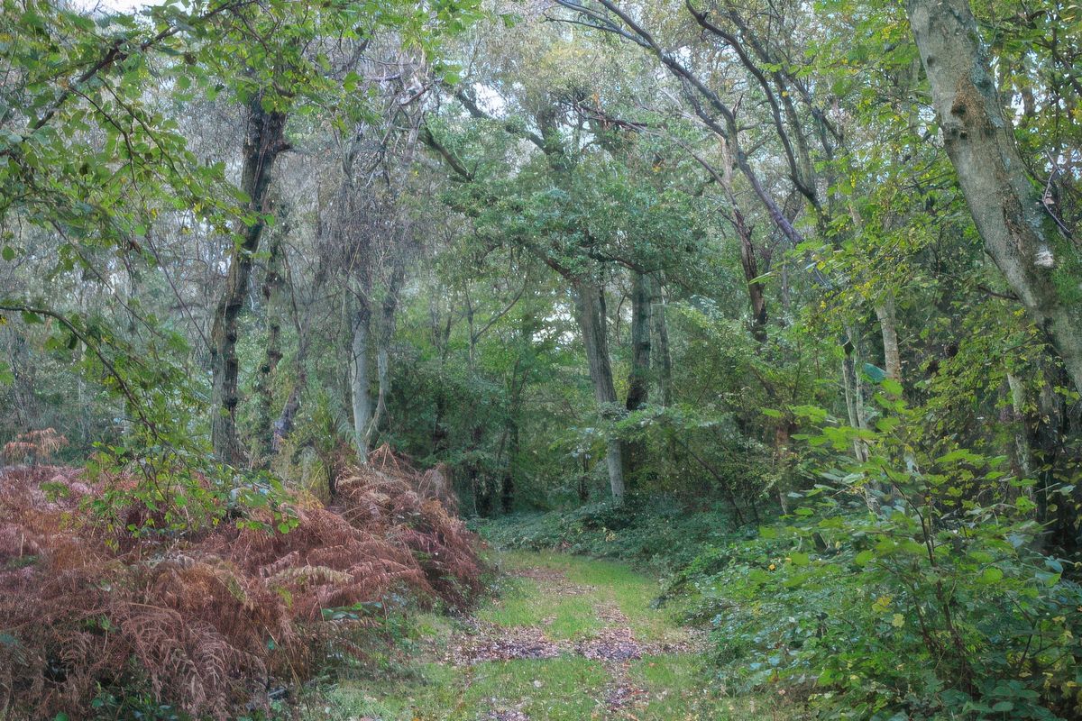 photo Couleur Verte de Norman overløbere