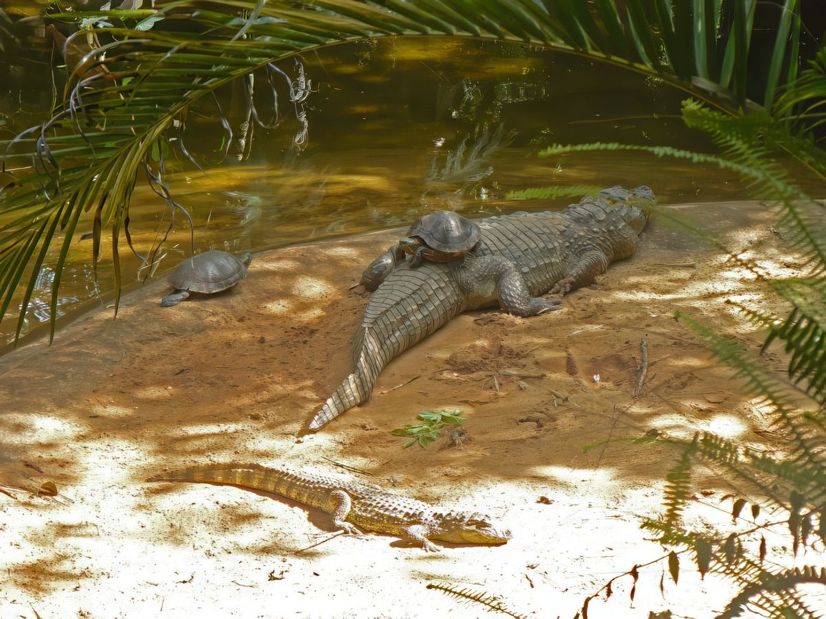 photo Insolite de Bergeronnette40