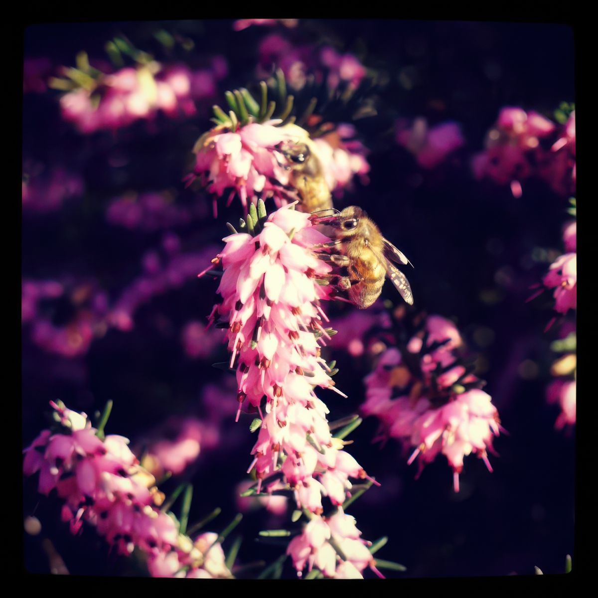 photo Dame Nature de moscovitch
