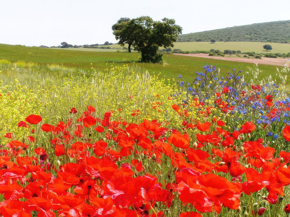photo Dame Nature de peicis