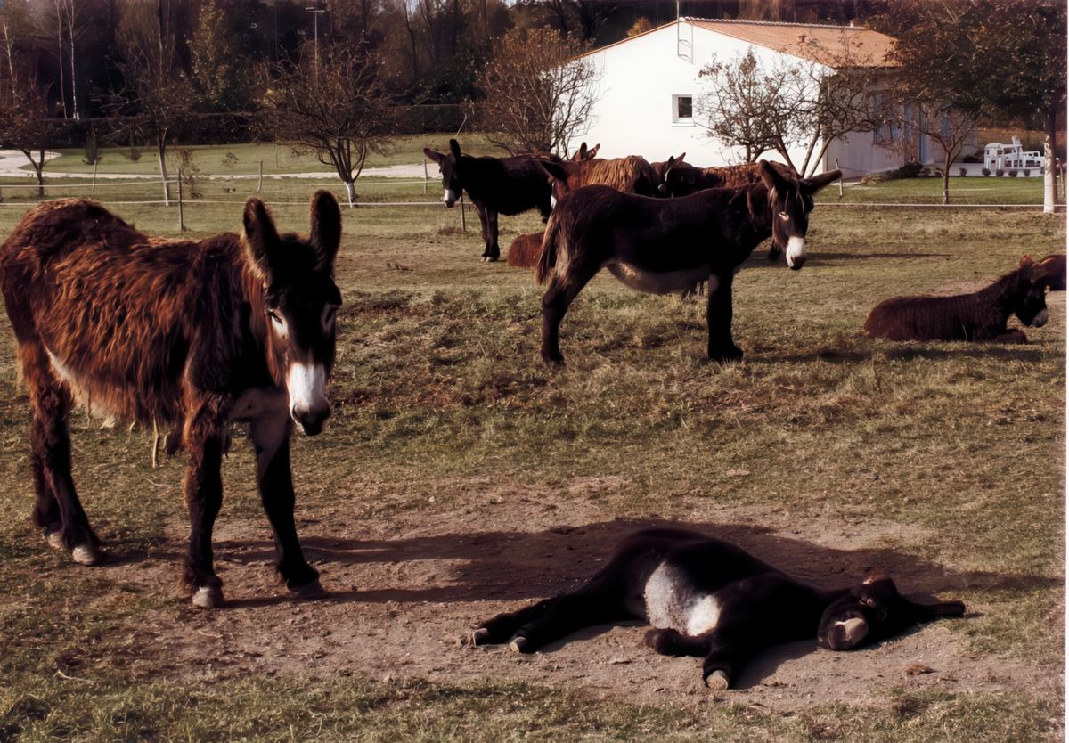 photo Du poil à la bête de LAND17