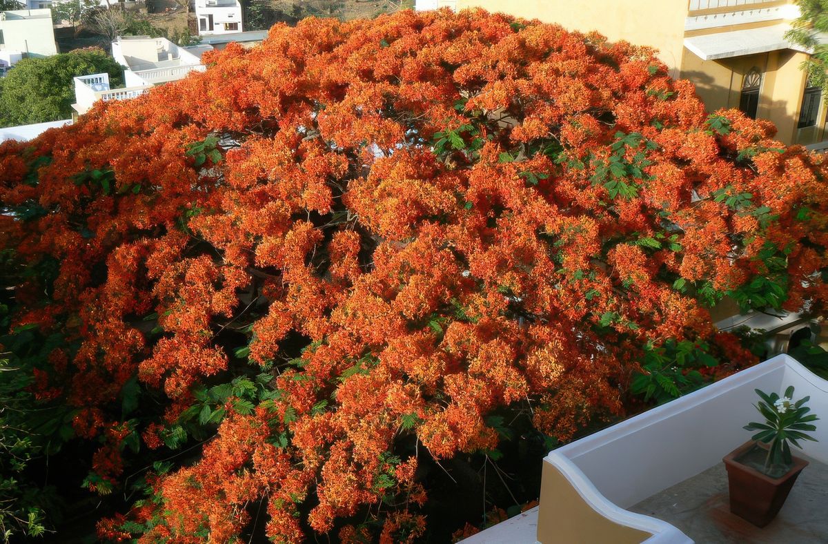 photo Voyage flamboyant de loofok77