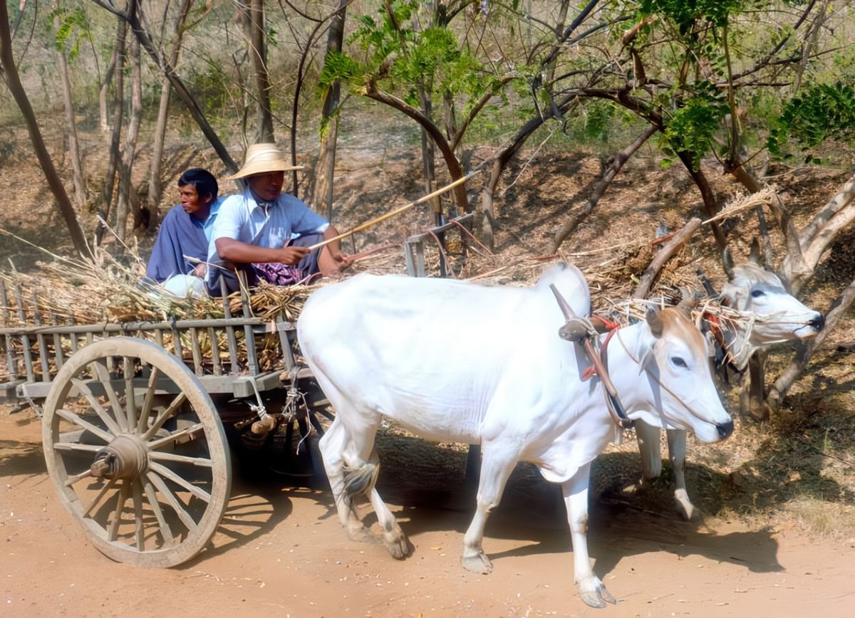 photo Scène rurale de GUITOU 87