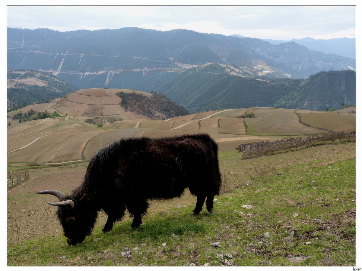 photo Le bonheur est dans le pré de icare