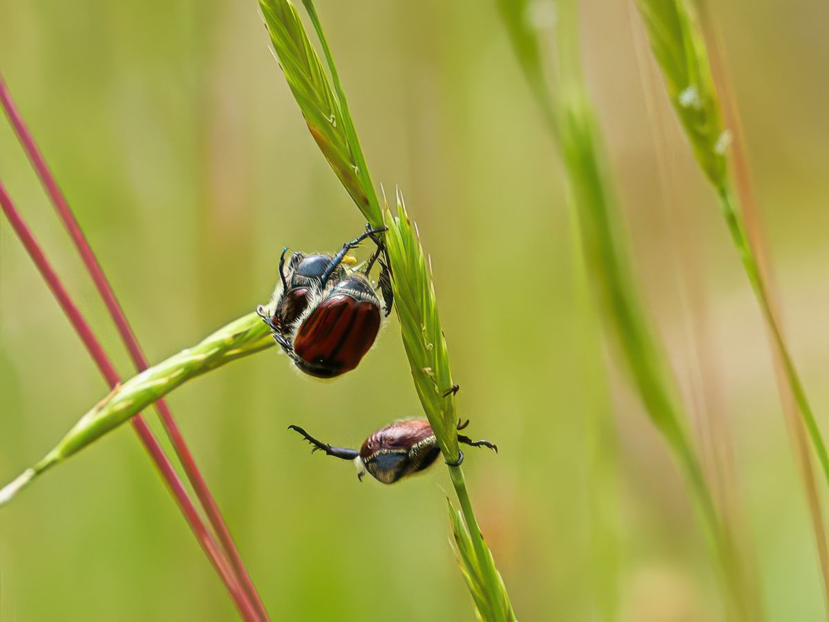 photo Le bonheur est dans le pré de valerik
