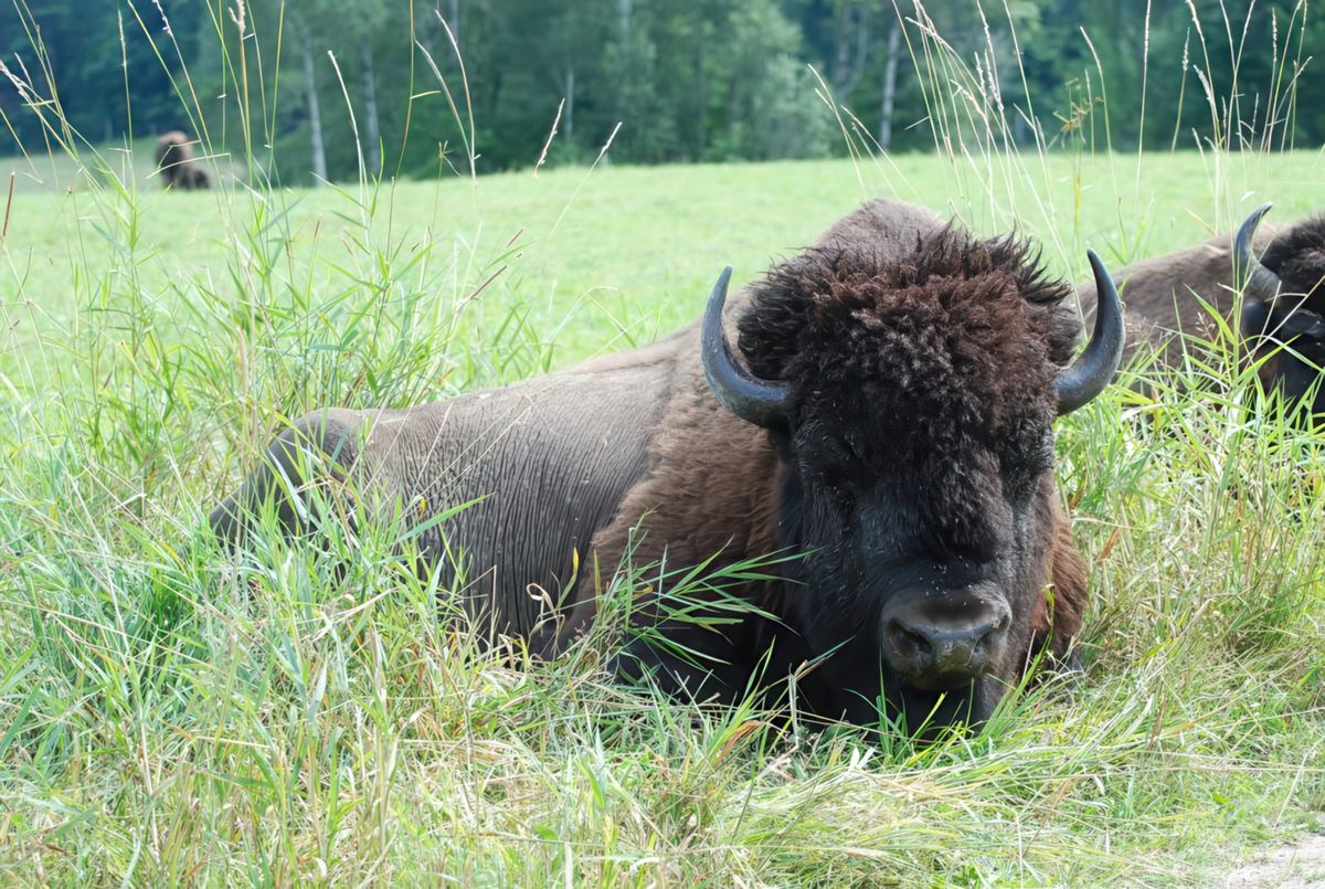photo Le bonheur est dans le pré de elcanadiense
