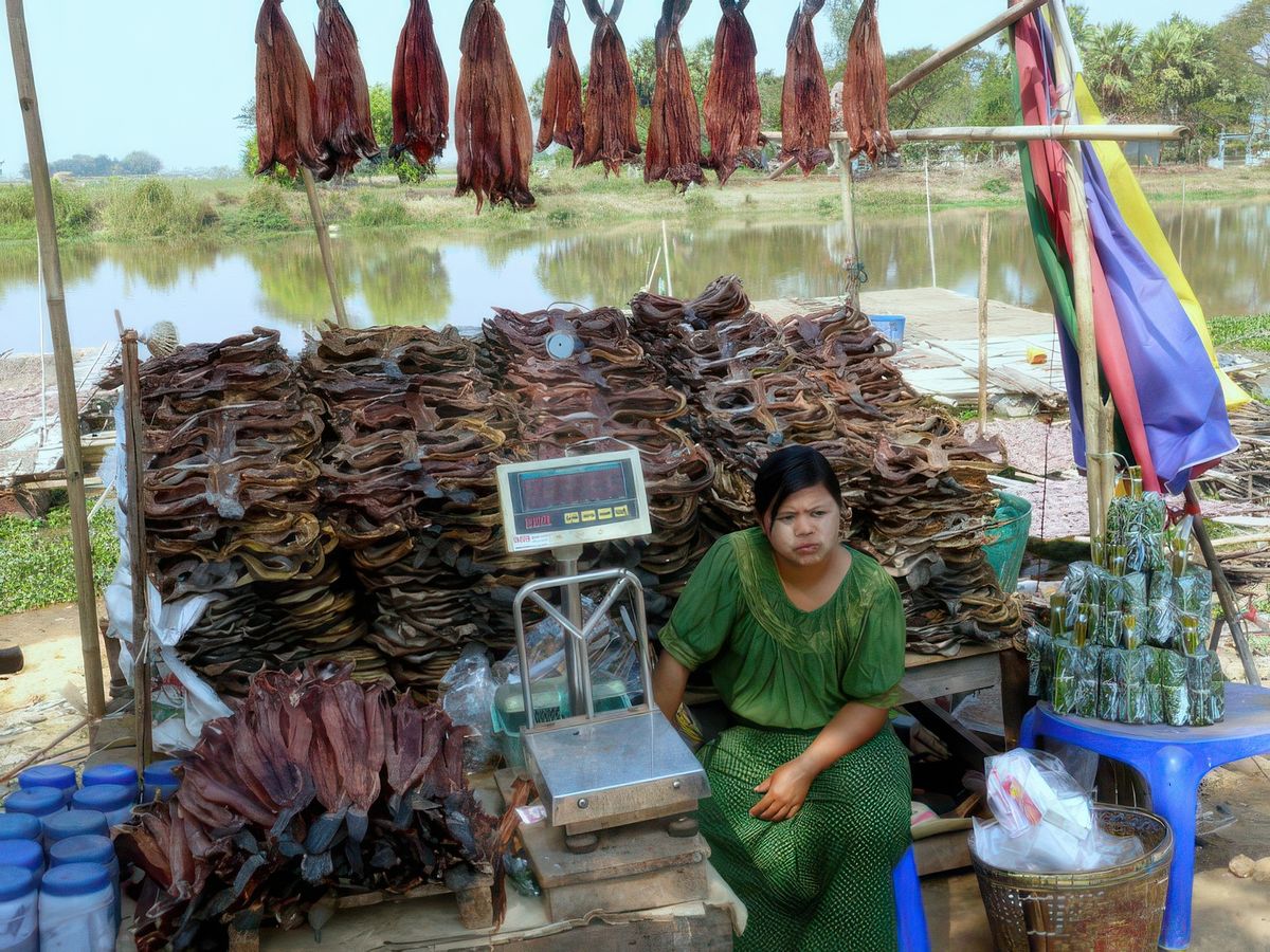 ASIE du SUD EST, MYANMAR (ex Birmanie) 2017.Commerce de rue insolite pour le touriste de passage. Lors de nos visites en milieu maritime (mer ou fleuve) ici en l'occurrence en bordure de rivière il est très fréquent de voir au bord de l'eau ces "vendeurs ou vendeuses de rue" qui vendent le poisson qui après avoir été nettoyé , préparé, salé, séché plusieurs jours au soleil dans une odeur abominable, je passe sur l’hygiène... le poisson séché prêt à être consommé se retrouve chaque matin sur les étales, il est vendu aux particuliers locaux. Cela fait de ce commerce de rue l'activité fondamentale économique des villageois de ces régions birmanes et un moyen de nourriture dans les campagnes.
(Petite info supplémentaire:on peut voir en arrière plan de ma proposition le poisson juste péché et préparé qui est train de sécher au soleil sur des plateaux en osier..)