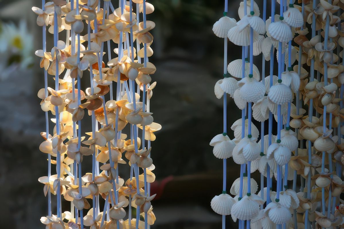 photo Les coquilles de enitram