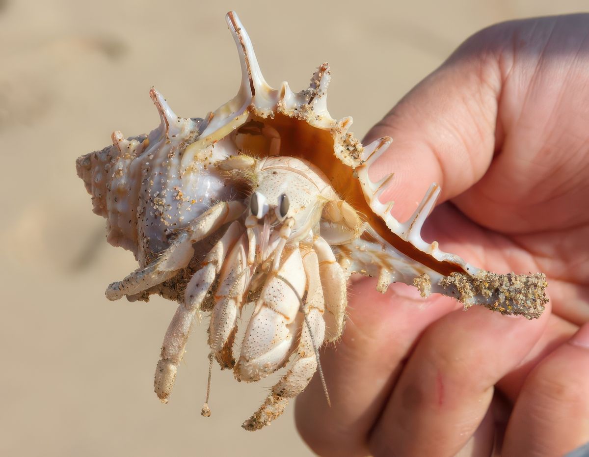 photo Les coquilles de loofok77