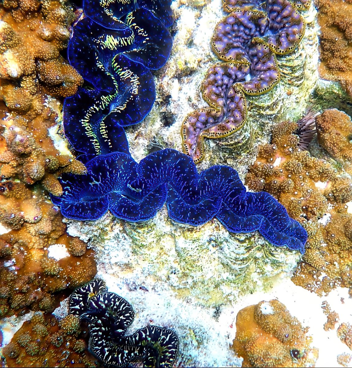 photo Les coquilles de vmpbou