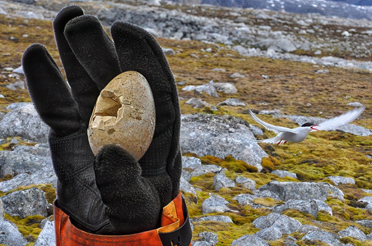 photo Les coquilles de pauldesmartigues