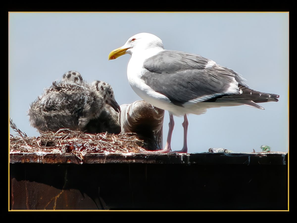 Sur le Fisherman's Wharf...