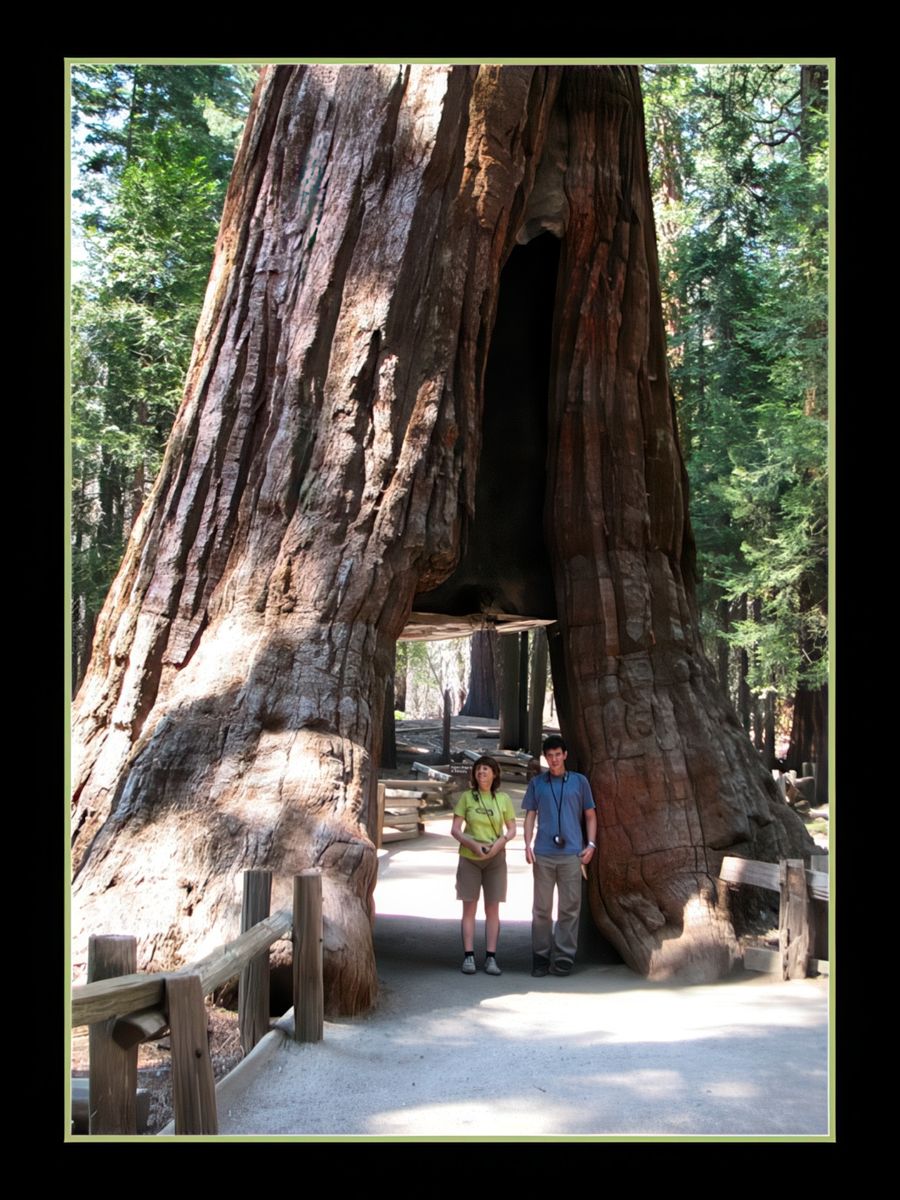 Sequoia géant de Mariposa Grove (Yosemite N.P.)