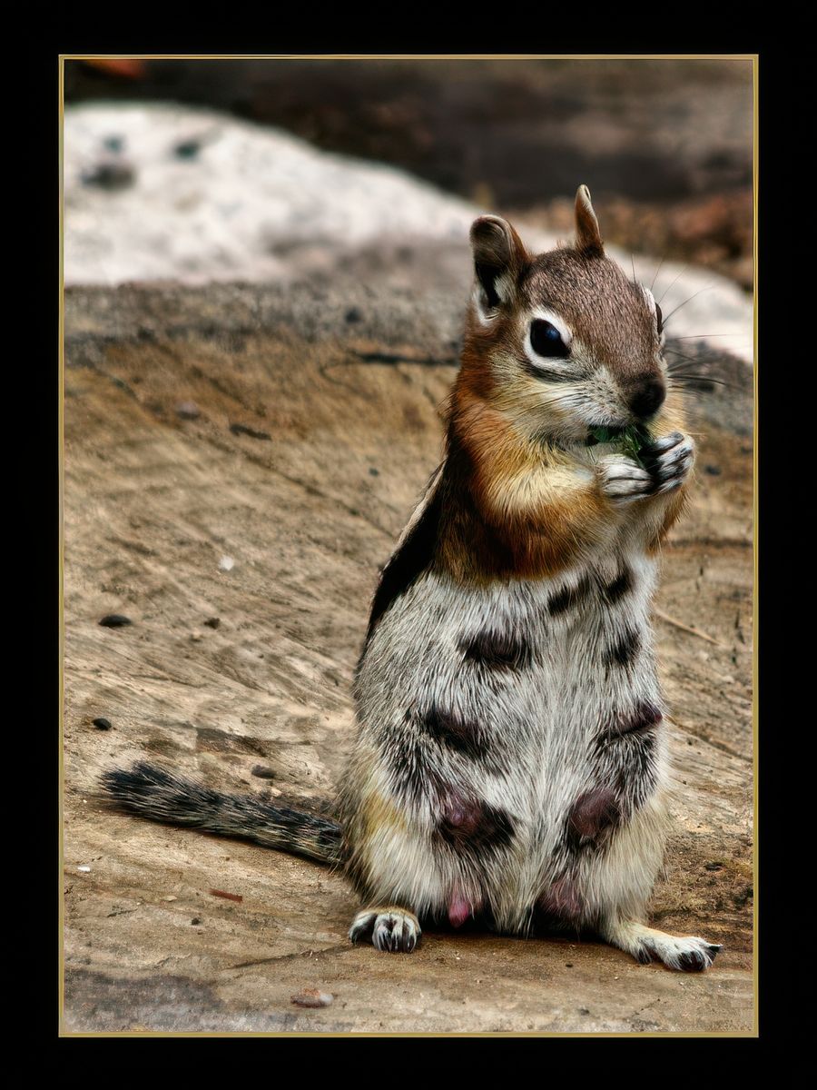 Chipmunk au bord du Grand Canyon