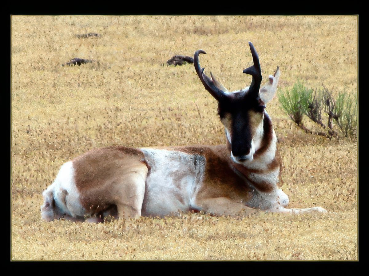Pronghorn, l'antilope d'Amérique qui a donné son nom au Canyon.