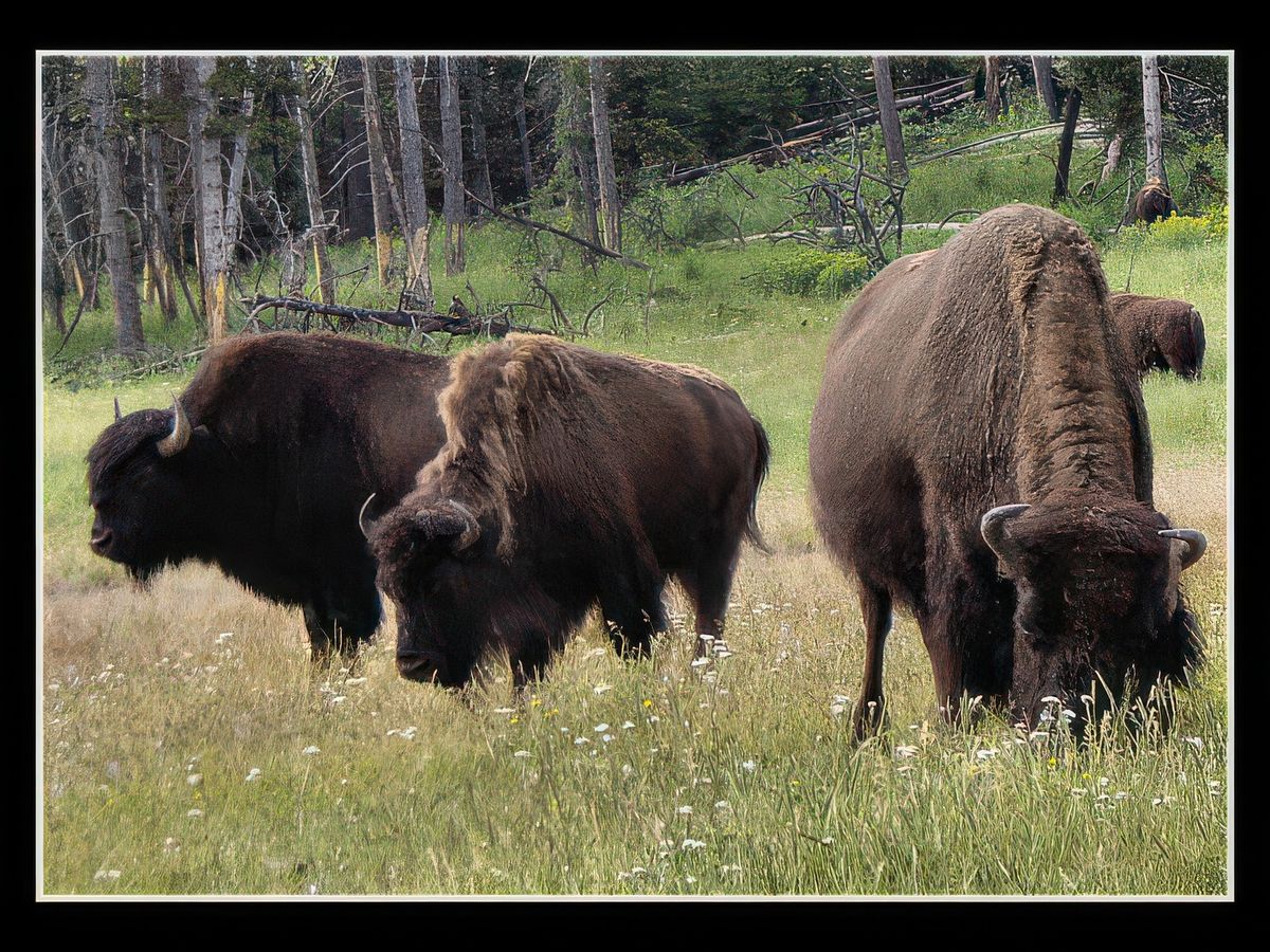 Canyon De Yellowstone – États-Unis