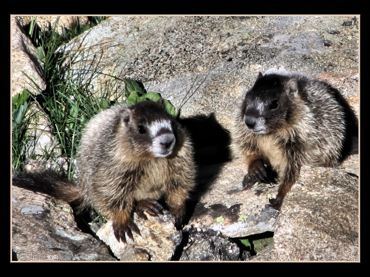Marmottons des Rocheuses