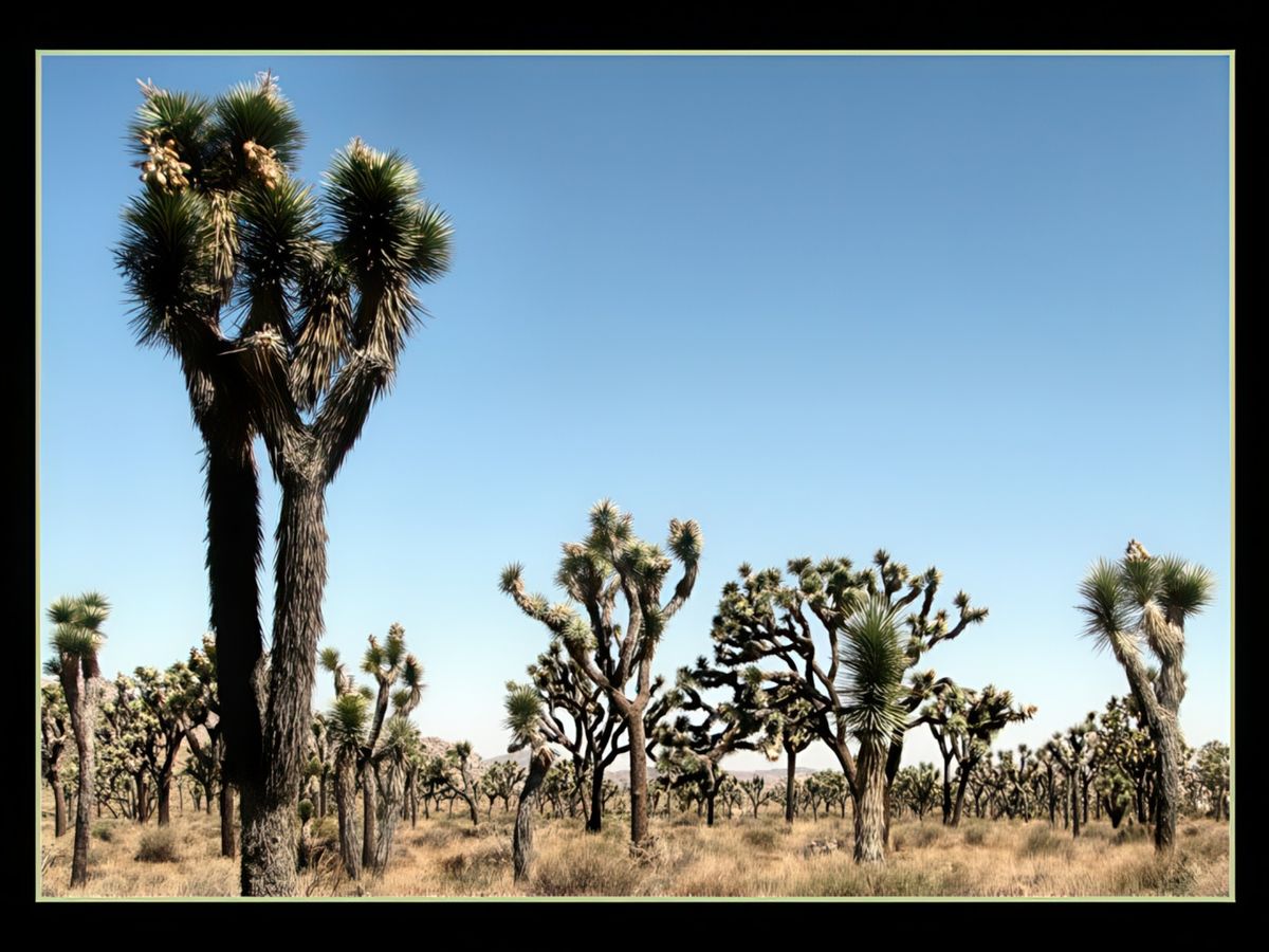 Arbres de Joshua