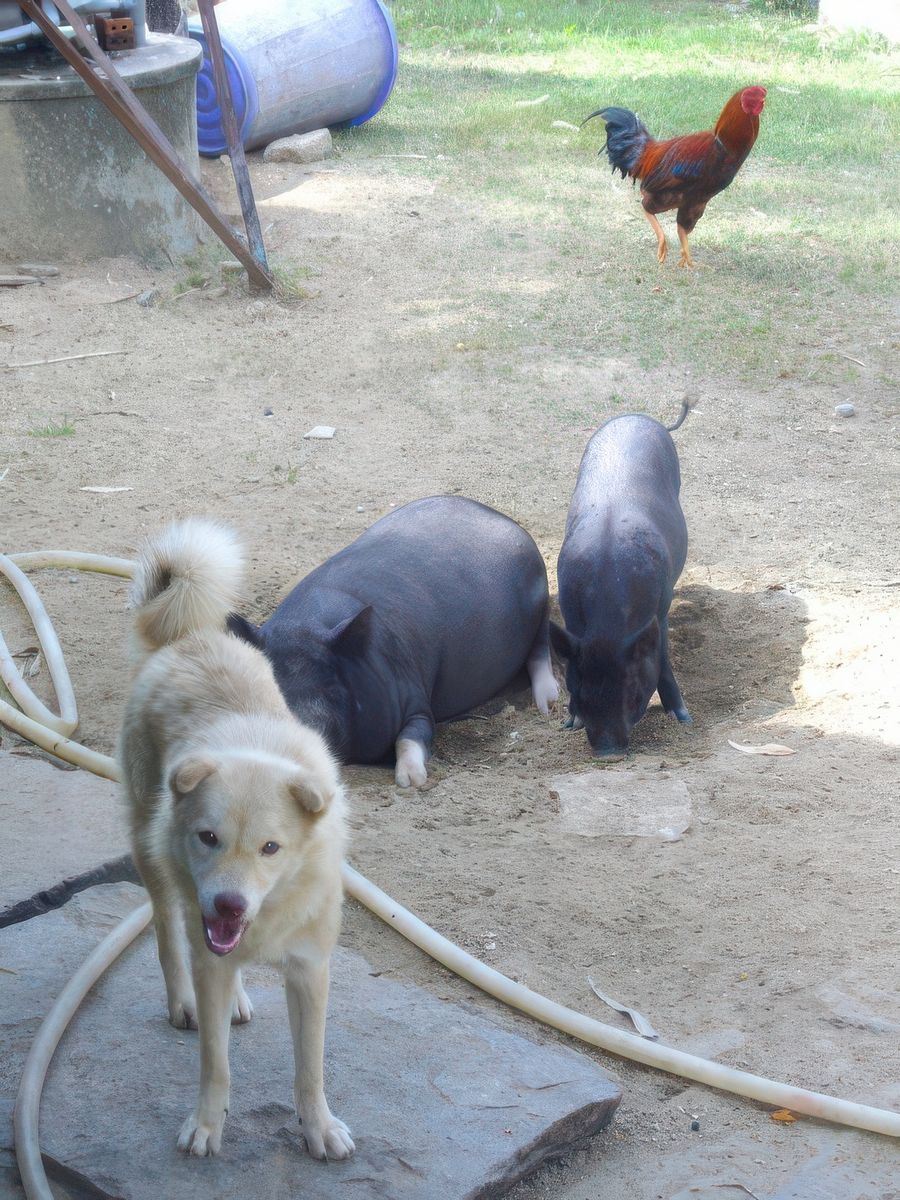 Cohabitation animalière. Ouf ! C'est rassurant. Pas de risque pour notre petit cochon