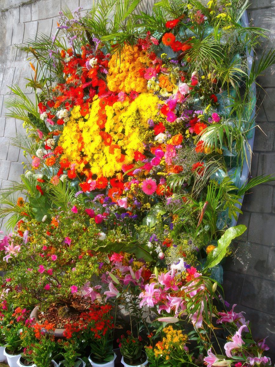 Chaque année en décembre se déroule à Dalat le festival des fleurs et les rues sont décorées